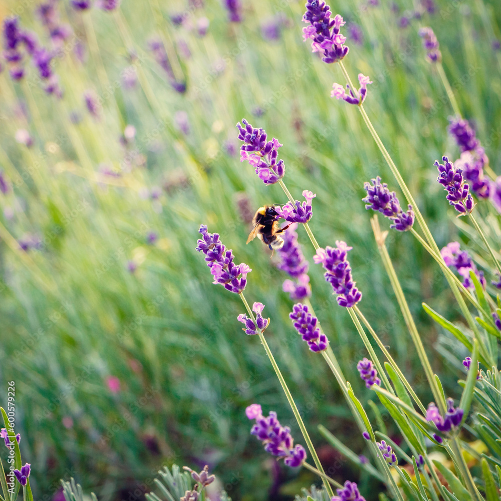 Obraz premium Bee collects nectar on purple lavender flowers.