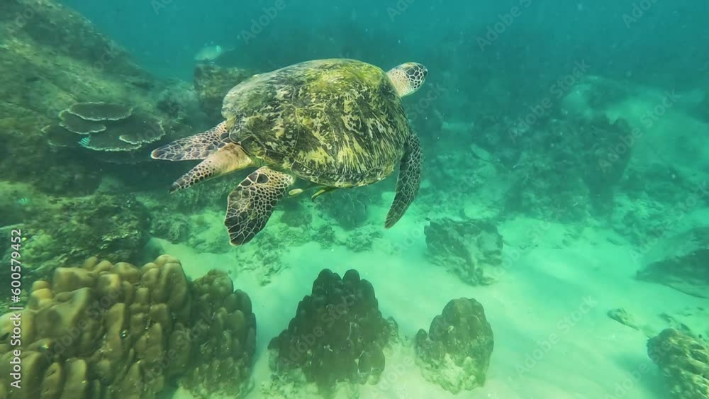 Graceful Turtle Swimming in Turquoise Waters Graceful Turtle Swimming in Turquoise Waters