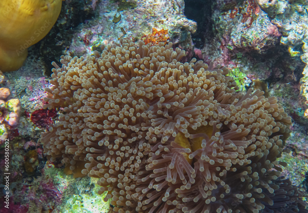 A closeup view of Anemone with Brown color. Beautiful Anemone underwater. A closeup view of Anemone with Brown color. Beautiful Anemone underwater.