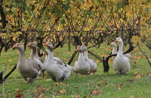 Ducks in vineyard