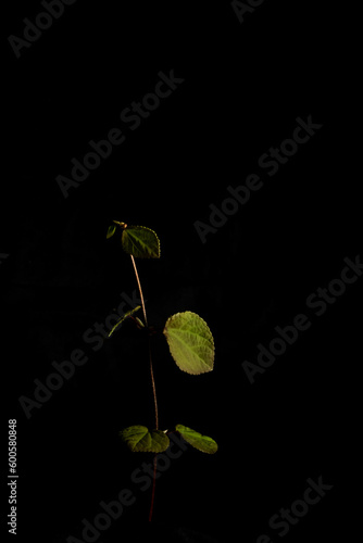 Young green leaves on a black background. Graceful beautiful branch. Close up