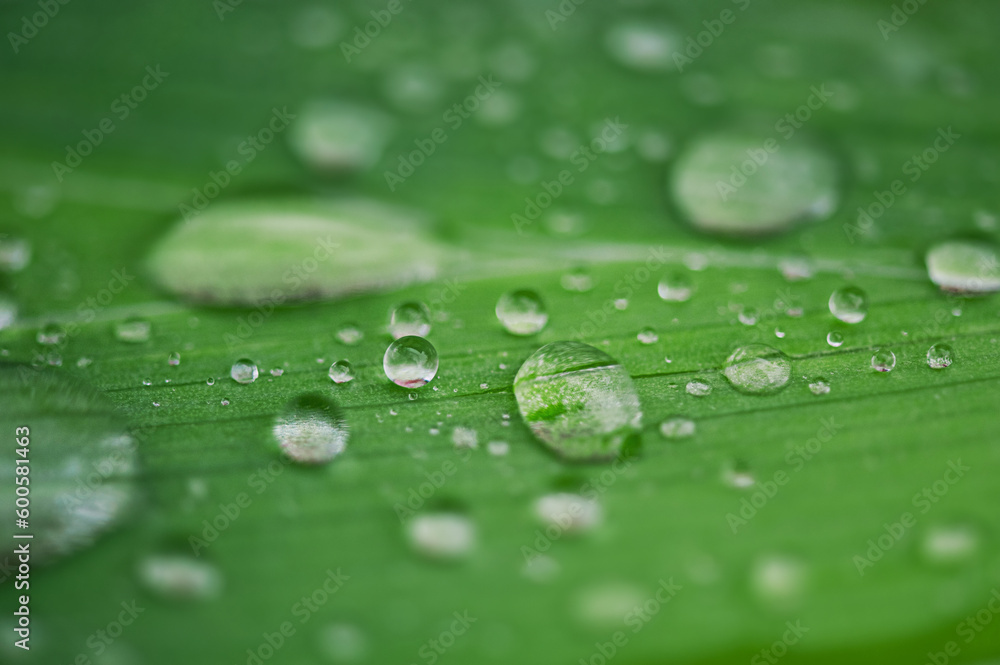 Macro photo of water drops on a green leaf. Natural green background after rain.
