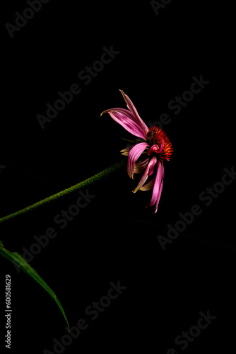 Echinacea flower close-up on a black background. concept of medicinal plants. Side view