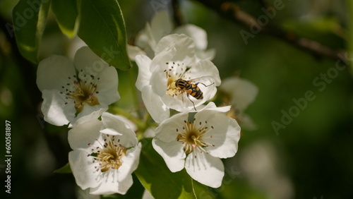 Syrphidae filmed on an apple blossom