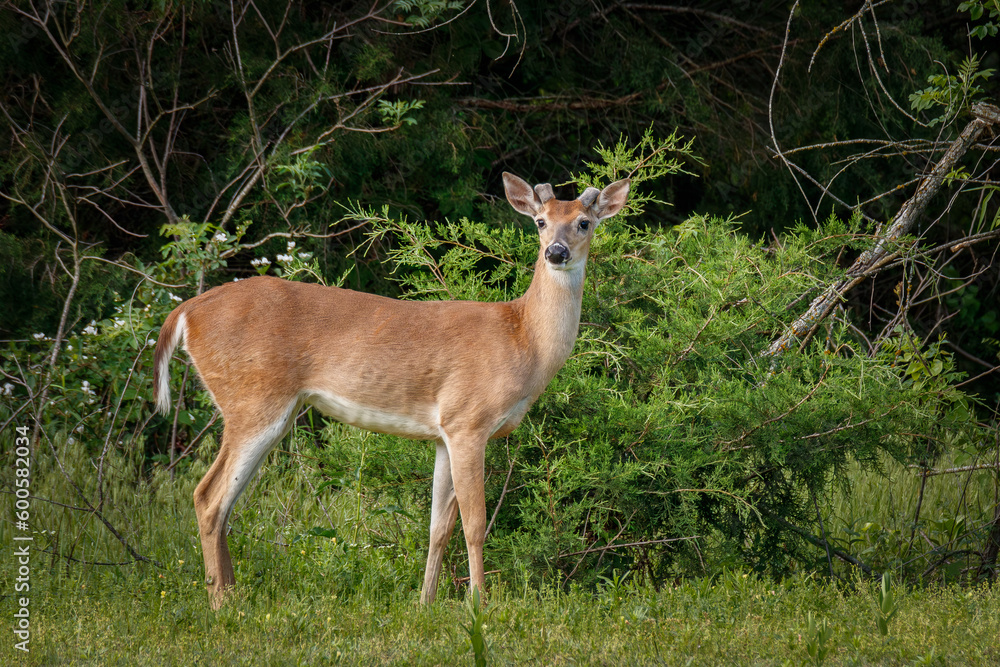 Buck standing at the edge of a field and looking. Buck standing at the edge of a field and looking.