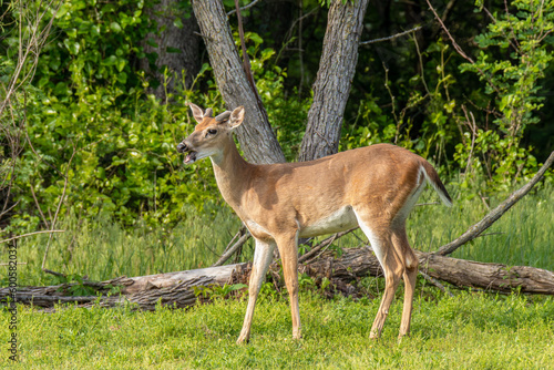 Buck standing at the edge of a field and looking.