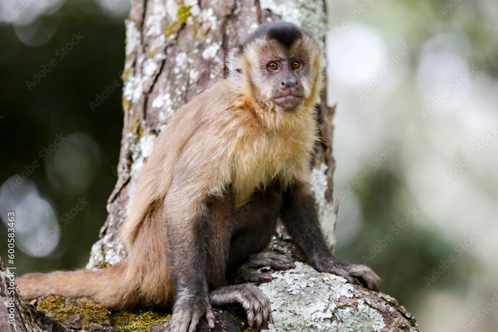 Closeup of tufted capuchin monkey (Sapajus apella), capuchin monkey into the wild in Brazil.