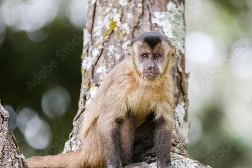 Closeup of tufted capuchin monkey (Sapajus apella), capuchin monkey into the wild in Brazil. © Adilson