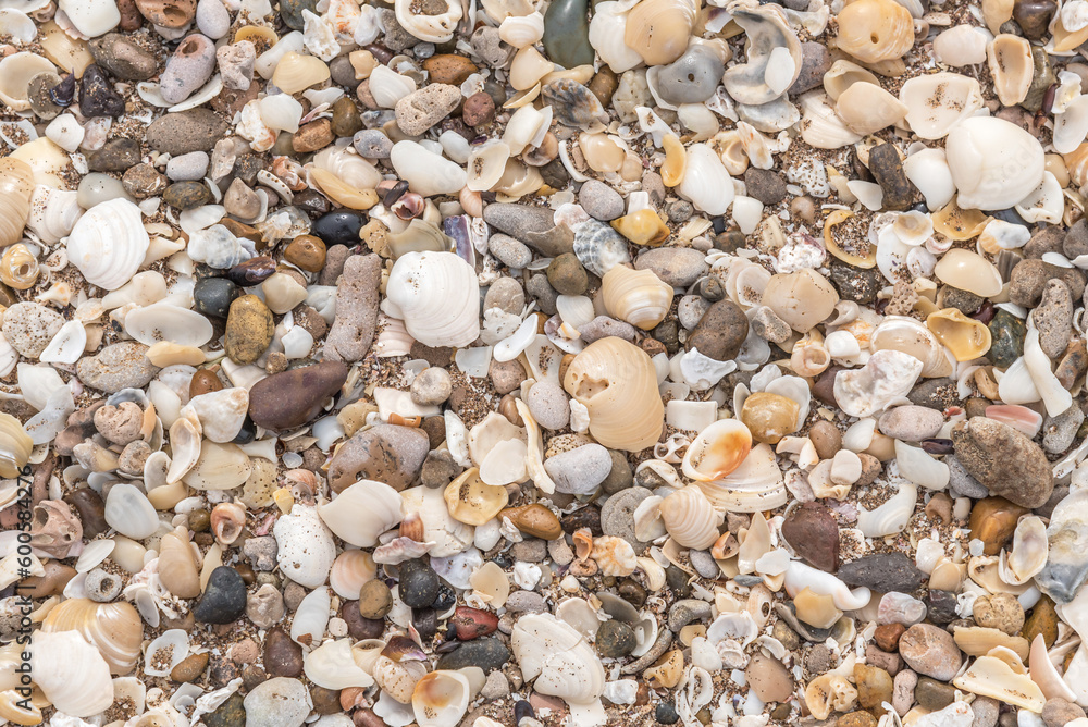Many different seashells on the beach. Summer and natural background concept. Many different seashells on the beach. Summer and natural background concept.
