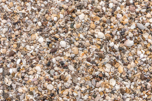 Close view of many seashells on the beach.