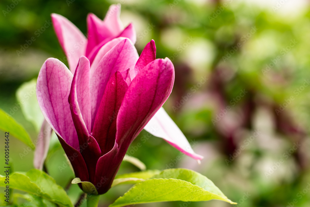 Red magnolia flower close up. Beautiful bright flower. Red magnolia flower close up. Beautiful bright flower.