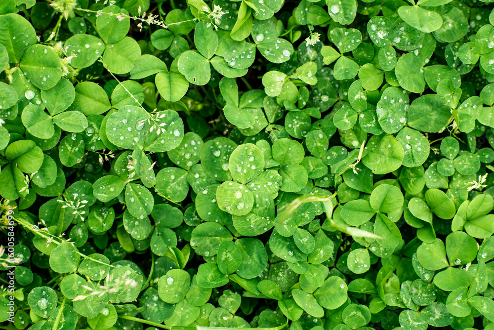 Fototapeta premium Background of clover leaves in dew. Natural background from green foliage.