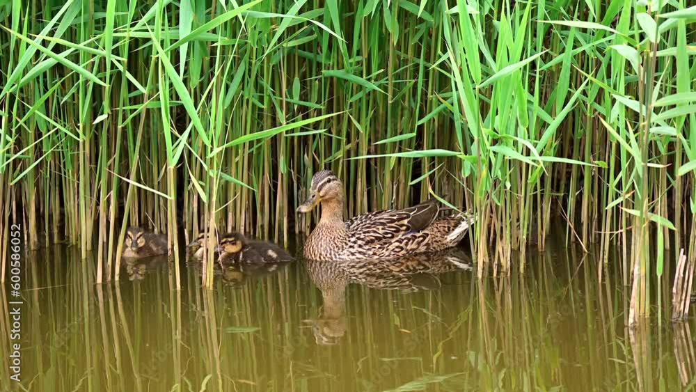 Mother duck with her newborn offspring hiding in green reeds in canal in Netherlands Mother duck with her newborn offspring hiding in green reeds in canal in Netherlands