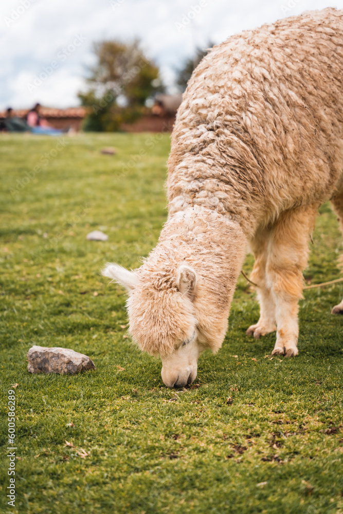 Alpacas and sheep grazing near the archaeological complex of Sacsayhuaman, Cusco, Peru Alpacas and sheep grazing near the archaeological complex of Sacsayhuaman, Cusco, Peru