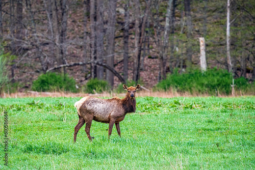 Elk in the field and meadow