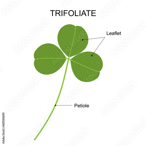 Clover leaf, an example of a compound leaf. Trifoliate. Diagram of a compound leaf.