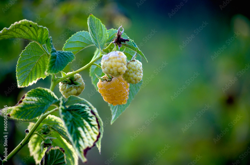 yellow ripe raspberry on a bush in the garden yellow ripe raspberry on a bush in the garden
