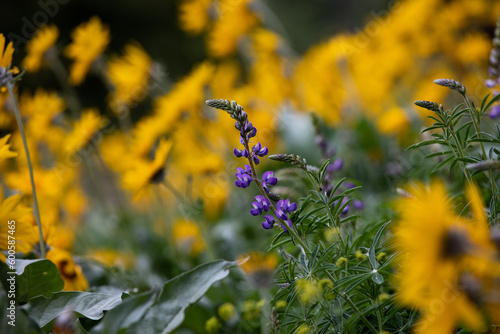 Purple Lupin flower in field of Yellow Balsom Root flowers