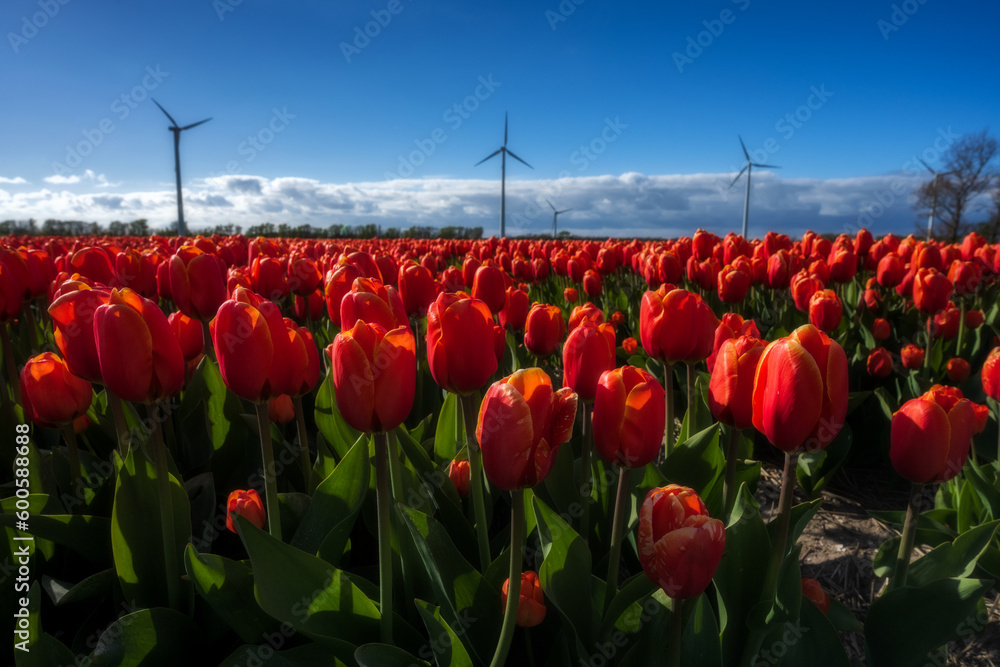 The beautiful tulip with a modern windmills on the evening 