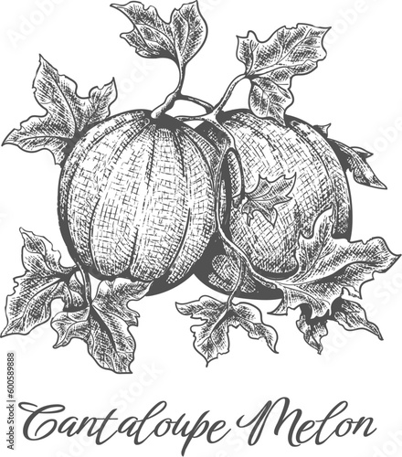Cantaloupe melon engraving
