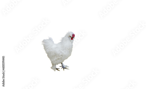 Amazing fluffy white chicken. Breed Chinese silk, very unusual birds. Isolated on white background © Renisons