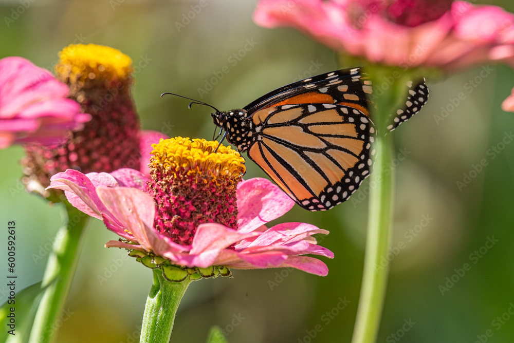 Naklejka premium Monarch butterfly perched on pink zinnia flower in garden in summer