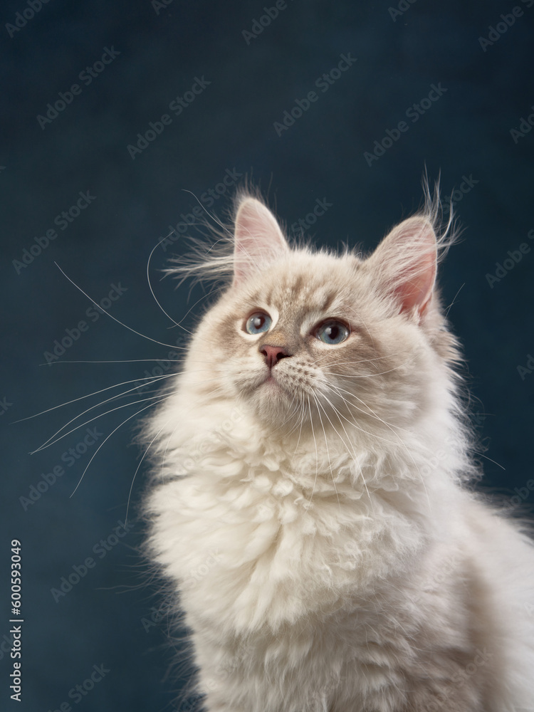 kitten on a canvas blue background. Pedigree siberian cat in studio