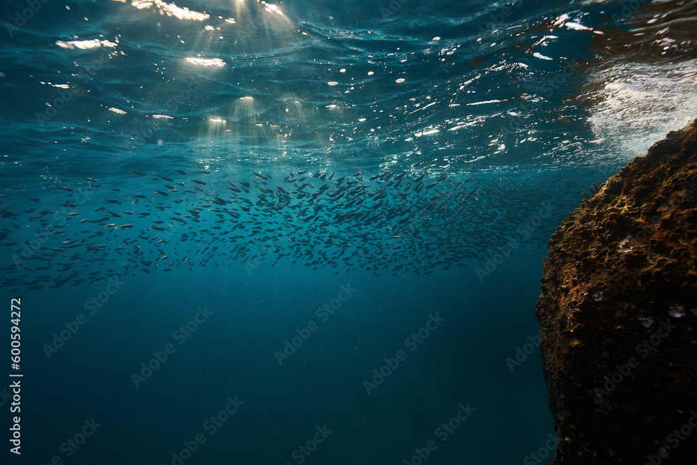 a large stone underwater with fish and sun rays in the ocean underwater view