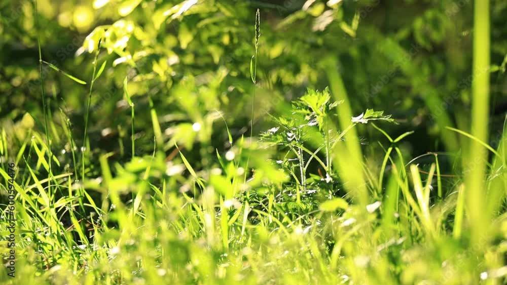 夕方の太陽に照らされた草原 ローアングル 夕方の太陽に照らされた草原 ローアングル