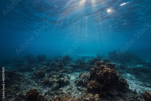 Fototapeta Naklejka Na Ścianę i Meble -  underwater scene with coral reef