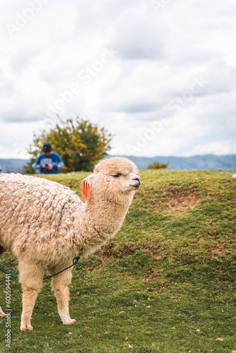 Photography Alpacas and sheep grazing near the archaeological complex of Sacsayhuaman, Cusco