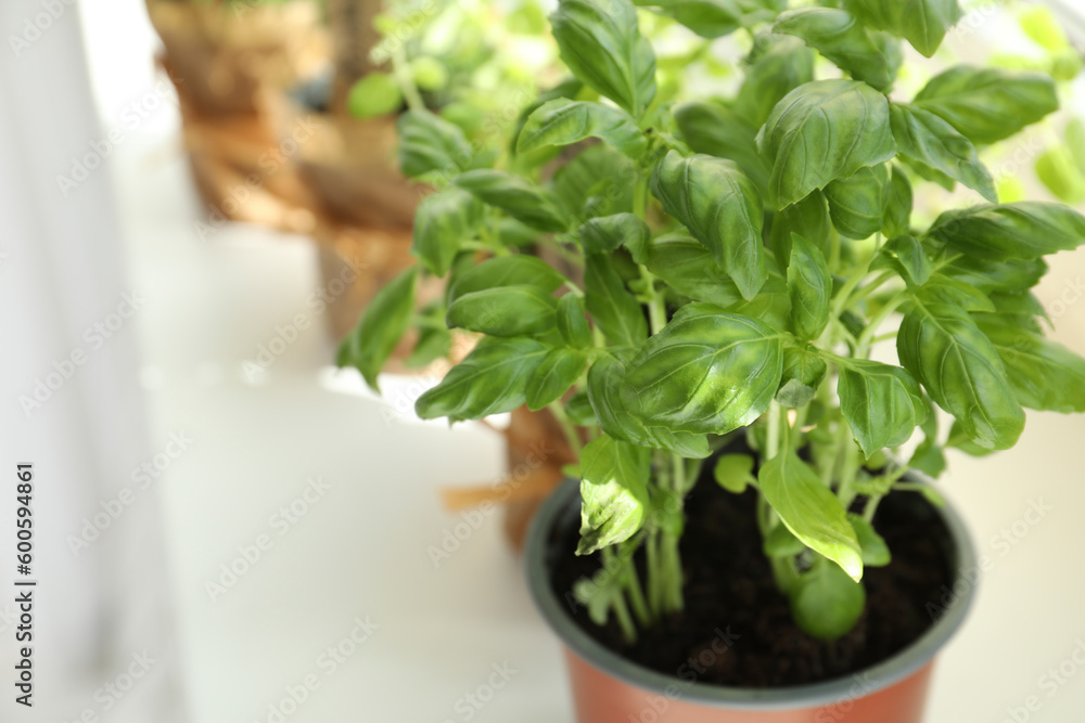 Fresh potted basil and other herbs on windowsill indoors. closeup. Space for text Fresh potted basil and other herbs on windowsill indoors. closeup. Space for text