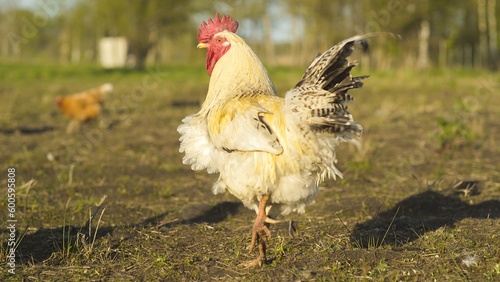 Rooster walking in field among poultry. Low angle shot