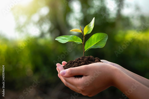 eco earth day concept. hand holdig big tree growing on green background