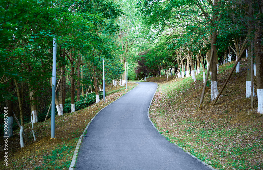 Obraz premium Winding roads in the forest