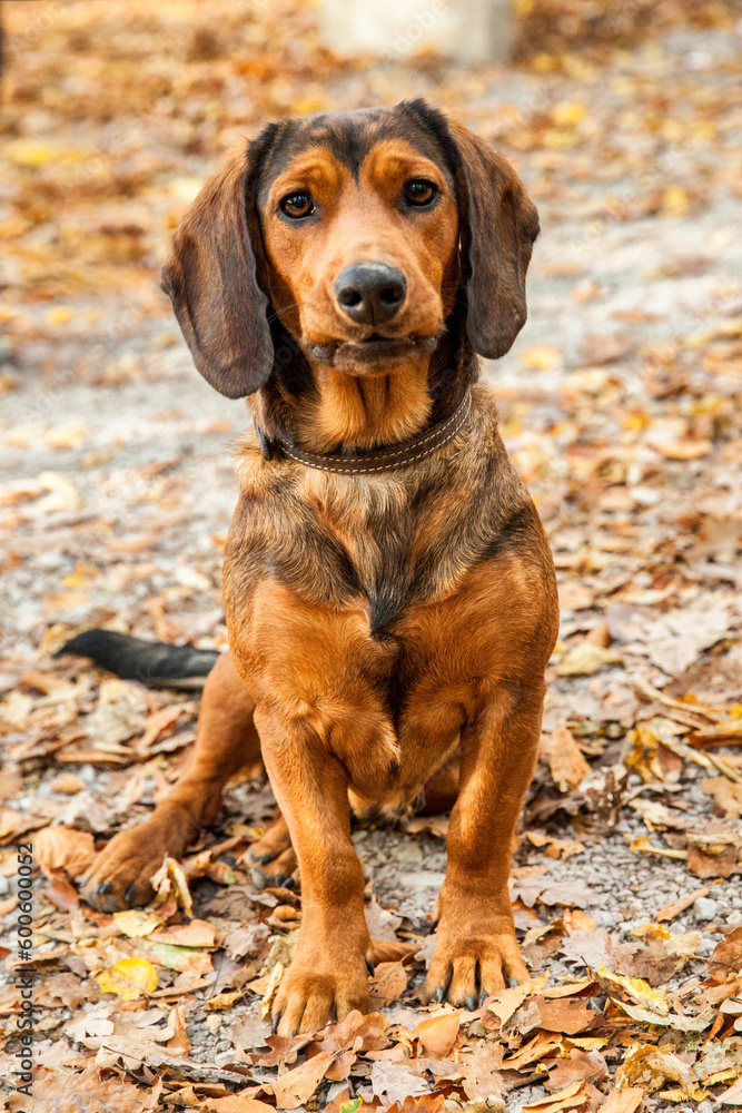 The Alpine Dachsbracke or Alpenländische Dachsbracke is a small breed of dog of the scent hound type originating in Austria