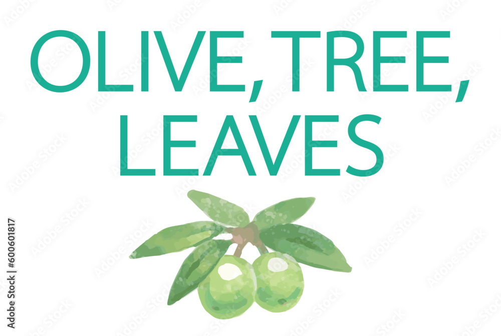 Obraz premium オリーブの水彩風イラストと、デザインテンプレート。ベクター素材。