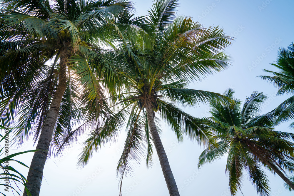Coconut palm trees against blue sky. Tropical vacation or summertime concept.