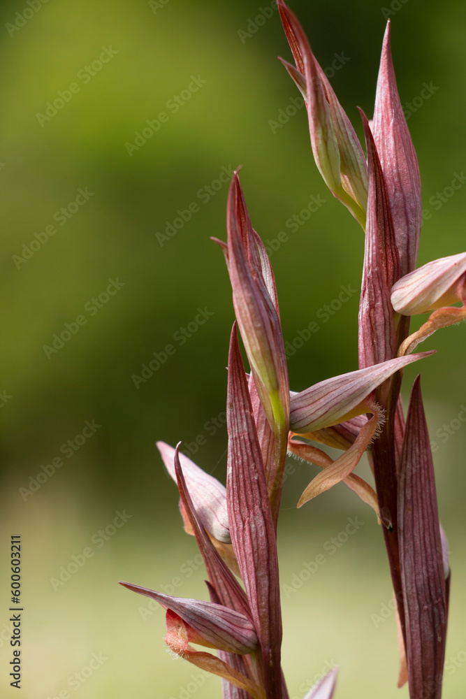 A long-lipped serapias or plow-share serapias isolatedon green meadow. Serapias vomeracea. A long-lipped serapias or plow-share serapias isolatedon green meadow. Serapias vomeracea.