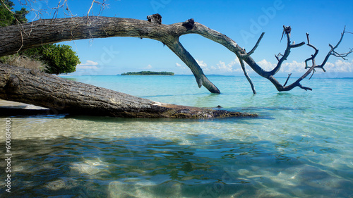 Praia do caribe panamenho  com   rvore seca   caida na areia