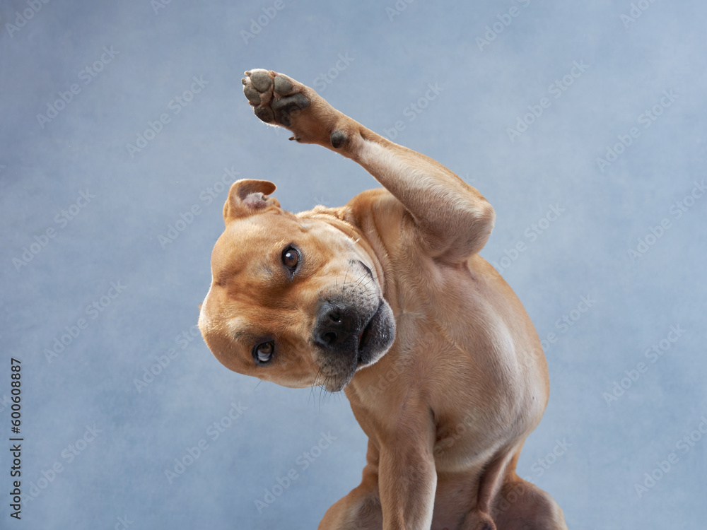happy red dog on a blue background. staffordshire bull terrier in the studio. indoor pet