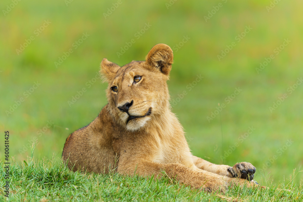 Lion (Panthera leo) cub resting. These lion cubs are resting on the plains in the Okavango Delta in Botswana Lion (Panthera leo) cub resting. These lion cubs are resting on the plains in the Okavango Delta in Botswana