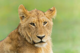 Lion (Panthera leo) cub resting. These lion cubs are resting on the plains in the Okavango Delta in Botswana