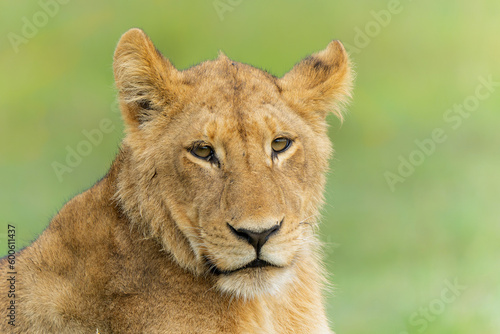 Lion  Panthera leo  cub resting. These lion cubs are resting on the plains in the Okavango Delta in Botswana