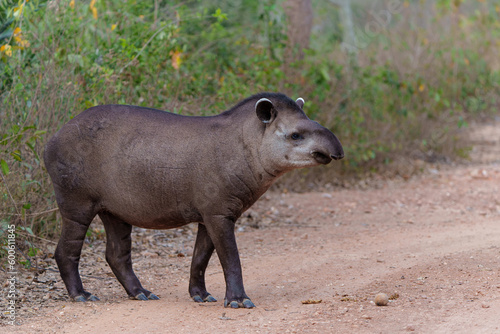 South American tapir (Tapirus terrestris) , also called the Brazilian tapir or lowland tapir, walking around and searching for food in the North Pantanal in Brazil photo