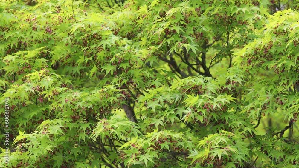 小さな赤い花を咲かせる新緑のカエデのフィックス撮影