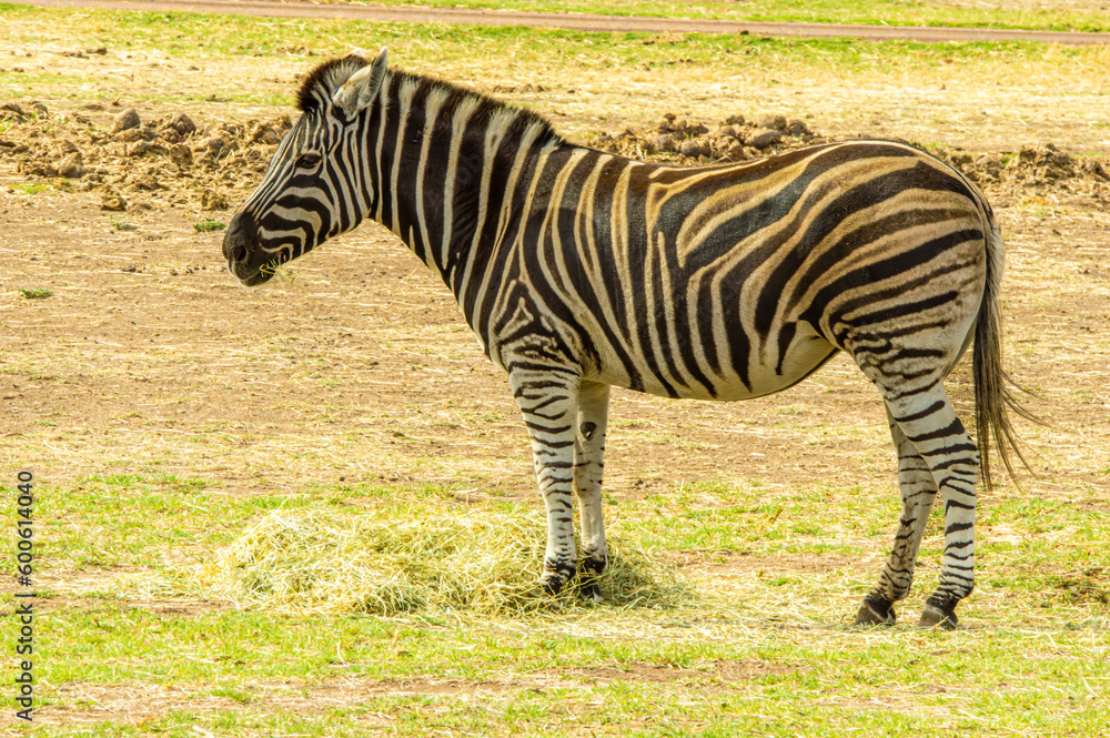 Naklejka premium Standing Zebra