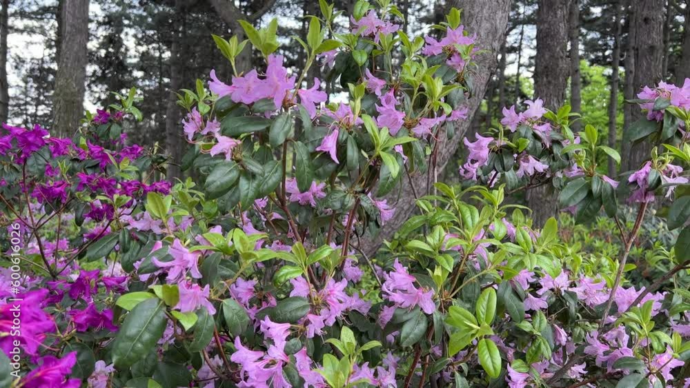 Purple pink flowers of blossoming rhododendrons in botanical garden.