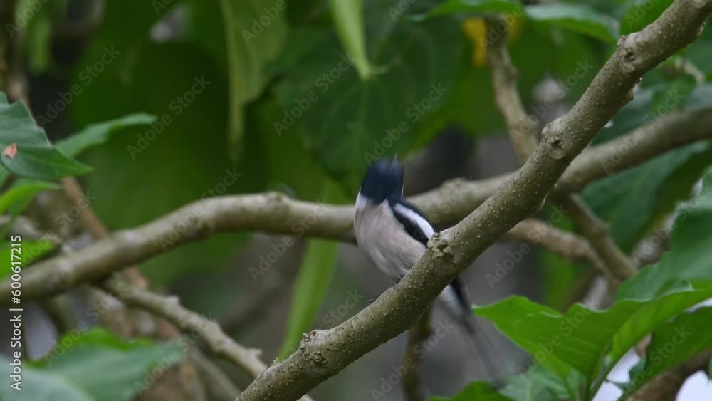 Seen perched on a branch as the camera zooms out during a windy afternoon then it flies away, Bar-winged Flycatcher-shrike Hemipus picatus, Thaialnd Seen perched on a branch as the camera zooms out during a windy afternoon then it flies away, Bar-winged Flycatcher-shrike Hemipus picatus, Thaialnd