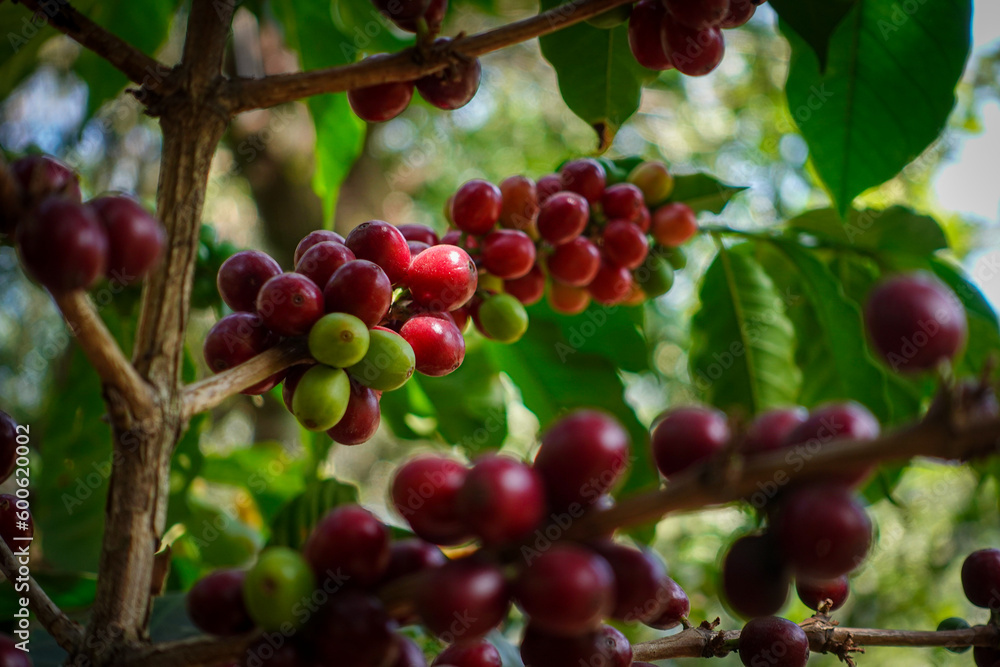 Red Coffee cherries on a coffee tree. Caturra tree in Coffee plantation. At Huehuetenango, Guatemala.
Red Coffee cherries on a coffee tree. Caturra tree in Coffee plantation. At Huehuetenango, Guatemala.